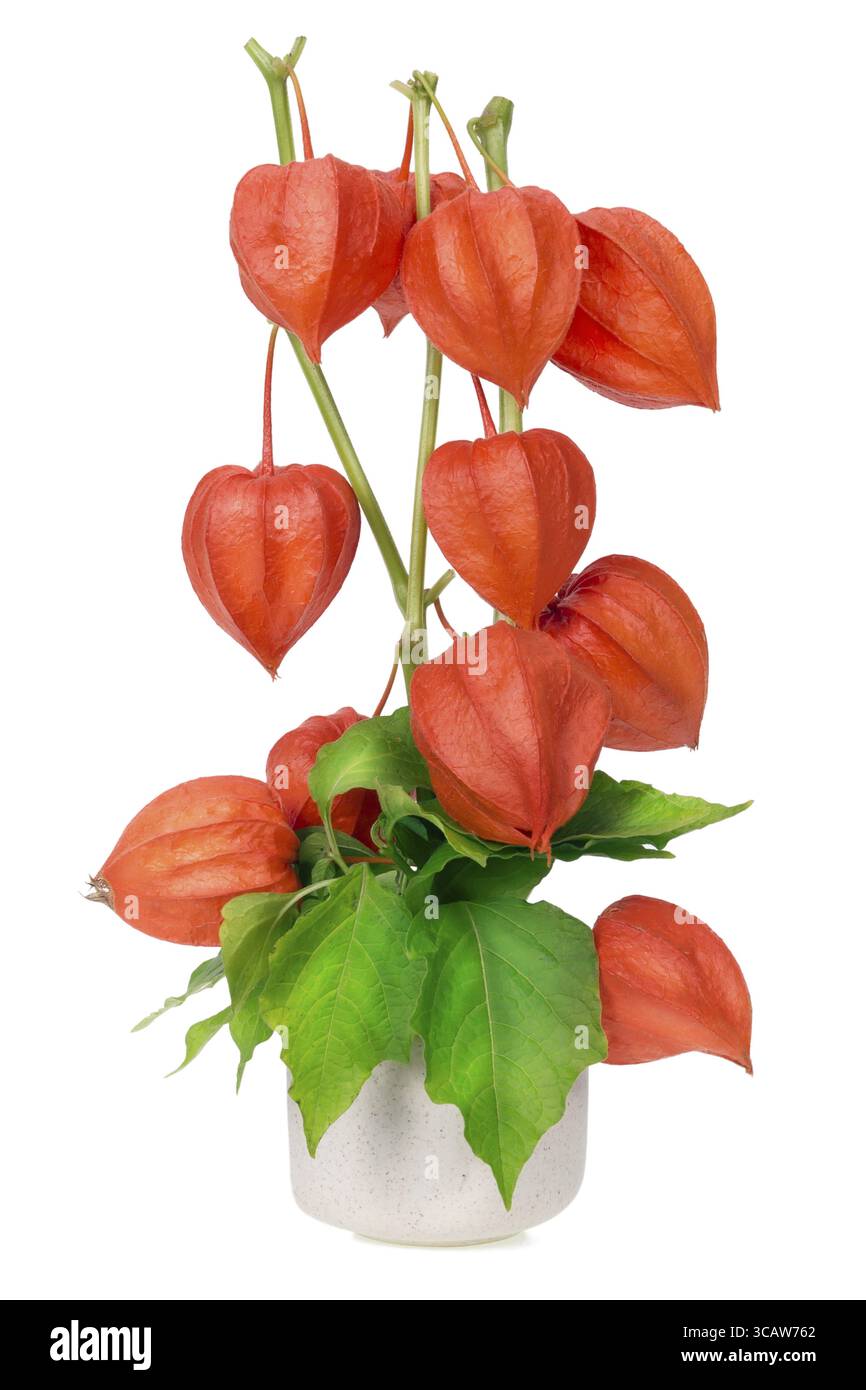 Minimalistischer Valentinstrauß im chinesischen Stil Nummer 15 - Rote Boxen von chinesischer Laterne (Rote Herzen) Pflanze auf Zweigen makroisoliert Stockfoto