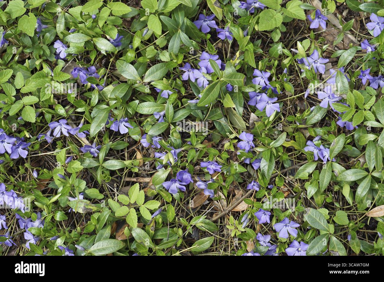 Erste Frühlingsblumen blühen auf einer Waldlichtung. Sonniger Tag, Hintergrund mit Blumenmuster von oben Stockfoto
