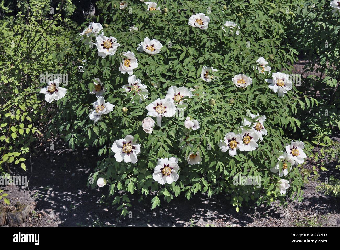 Kleiner Frühlingsstrauch aus rosa Rhododendronblüte auf einer Waldlichtung. Sonniger Frühling Mai-Tag Outdoor-Shot Stockfoto