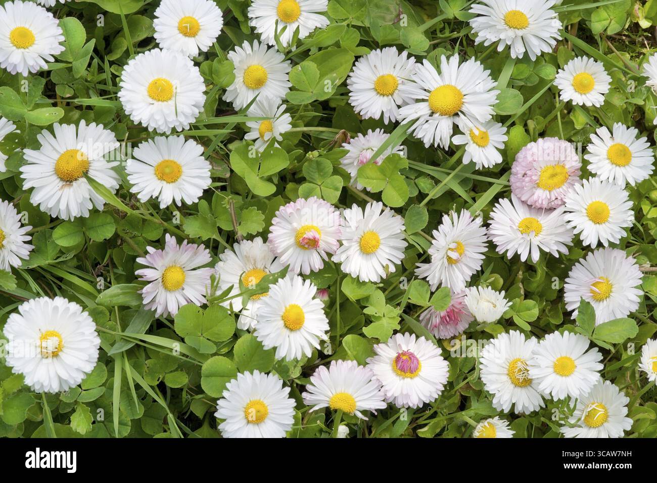 Weiße und rosafarbene Gänseblümchen auf einem grünen Frühlingswiesen-Grashintergrund. Sonniger Tag Stockfoto