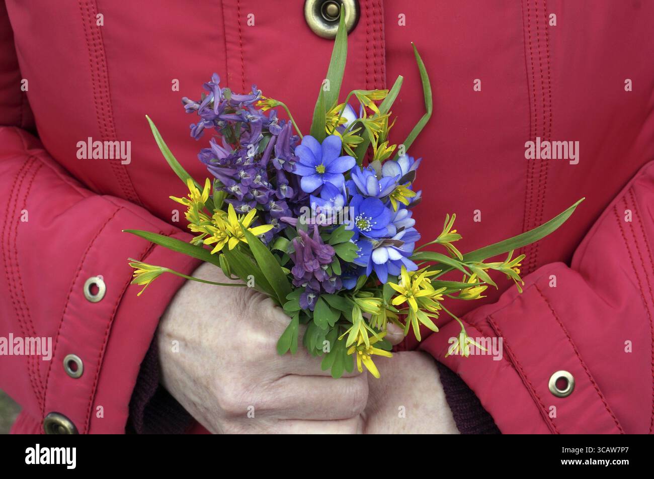 Die ältere Frau hält die ersten sanften Frühlingsblumen in der hand. Kalten bewölkten Tag Stockfoto