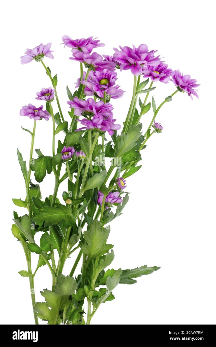 Kleine einsame Busch der Mini lila Chrysanthemen isoliert. Selektiven Fokus Stockfoto