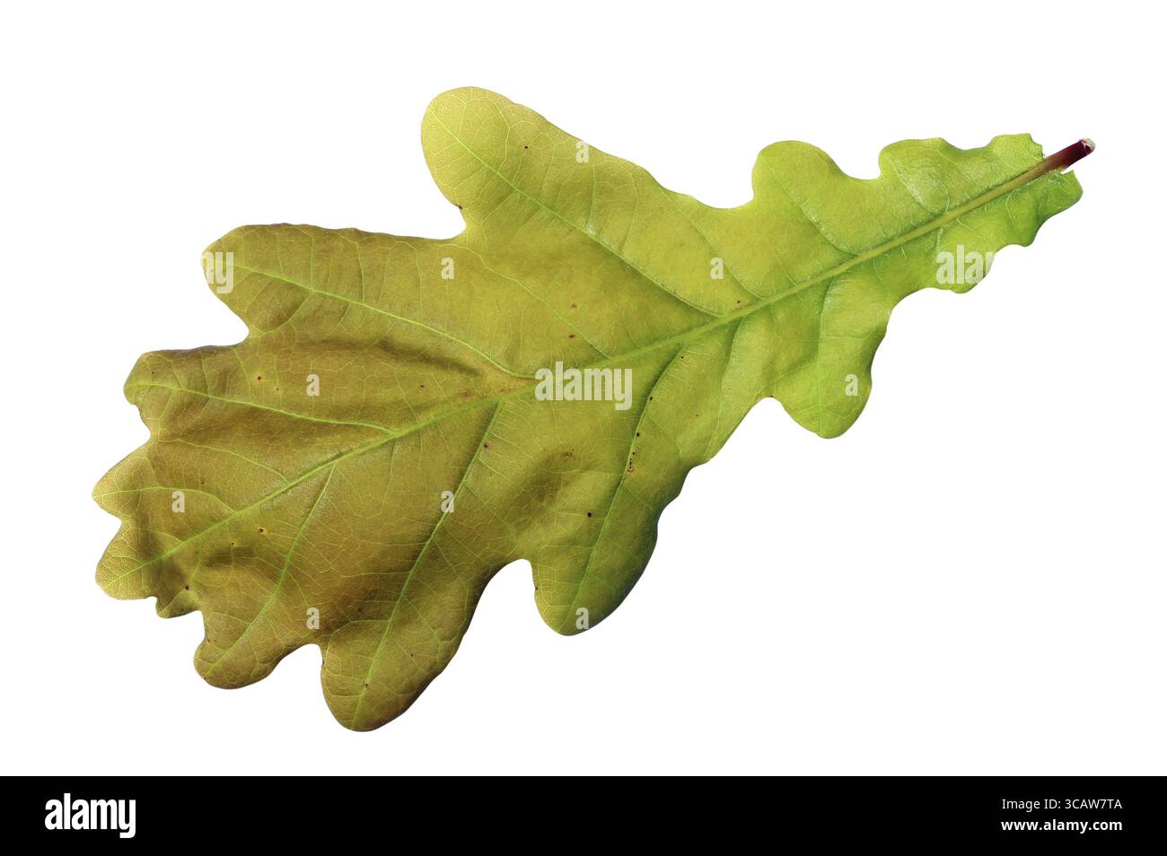 Grünes Frühlingsblatt ist eine Eiche. Isoliert auf weißem Makro Stockfoto