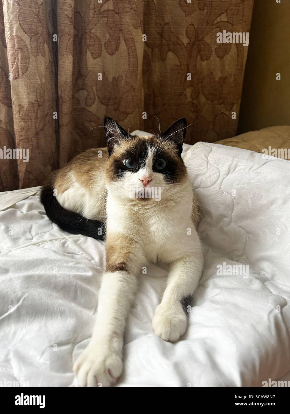 Ein Schuss von einer entspannten siamesischen Katze, die auf einer weißen Decke liegt und ihre flexible Wirbelsäule und ihre langen Gliedmaßen demonstriert Stockfoto