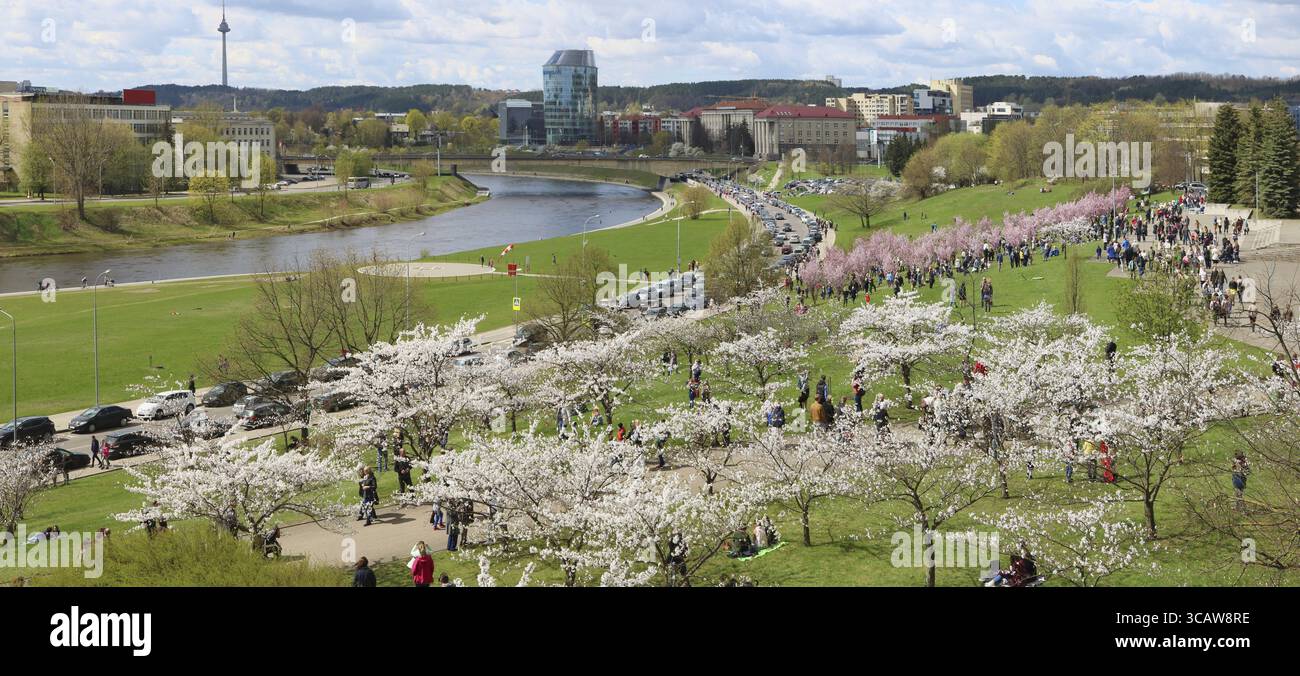 VILNIUS, LITAUEN - 22. APRIL 2018: Rosa Kirschblüten Bäume Holidais im japanischen Diplomaten Sugihara genannt Public Park. Sugihara rettete viele Juden Stockfoto