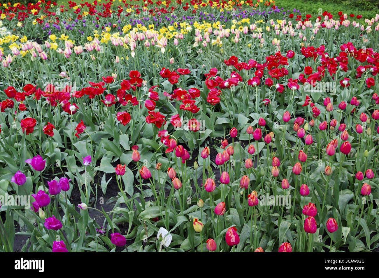 Rot, gelbe, rosa Tulpen auf einer Feder Betten Hintergrund wachsen. Regnerischen Tag. Selektive Kunst Fokus Stockfoto