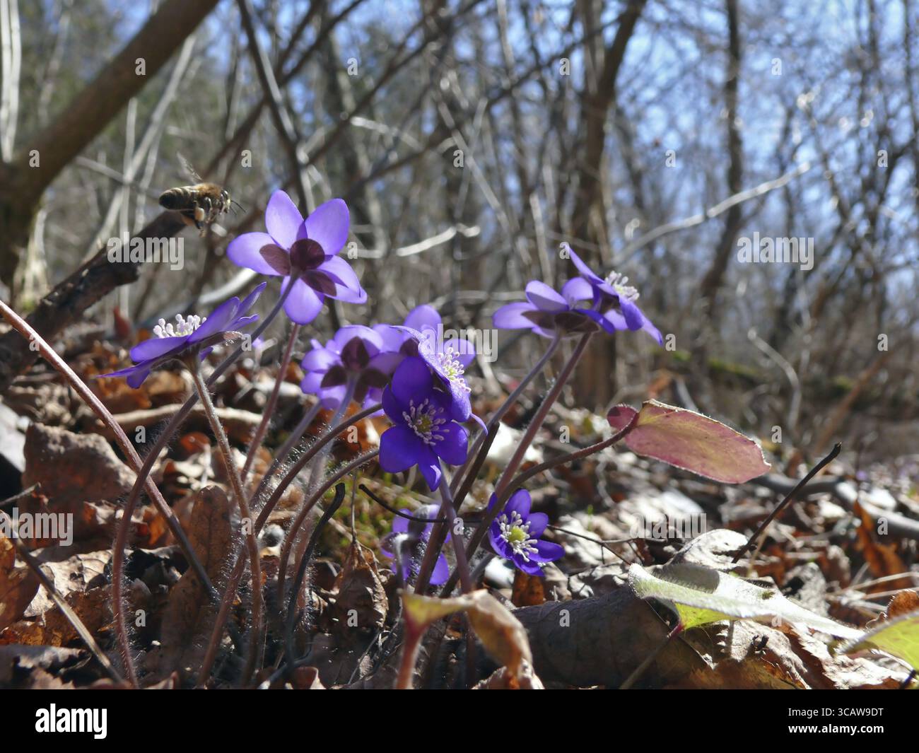 Der erste dunkelblaue Aprilfrühling blüht. Die Biene fliegt zu einer Blume. Selektiver Fokus Stockfoto