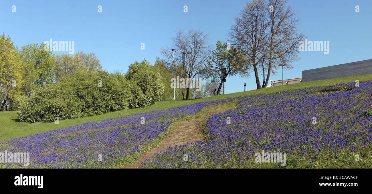 Tausende von blühenden blauen Hyazinthen Muscari am Hang eines Springhügels im öffentlichen Park der Stadt. Sonniger Tag Panoramacollage Stockfoto