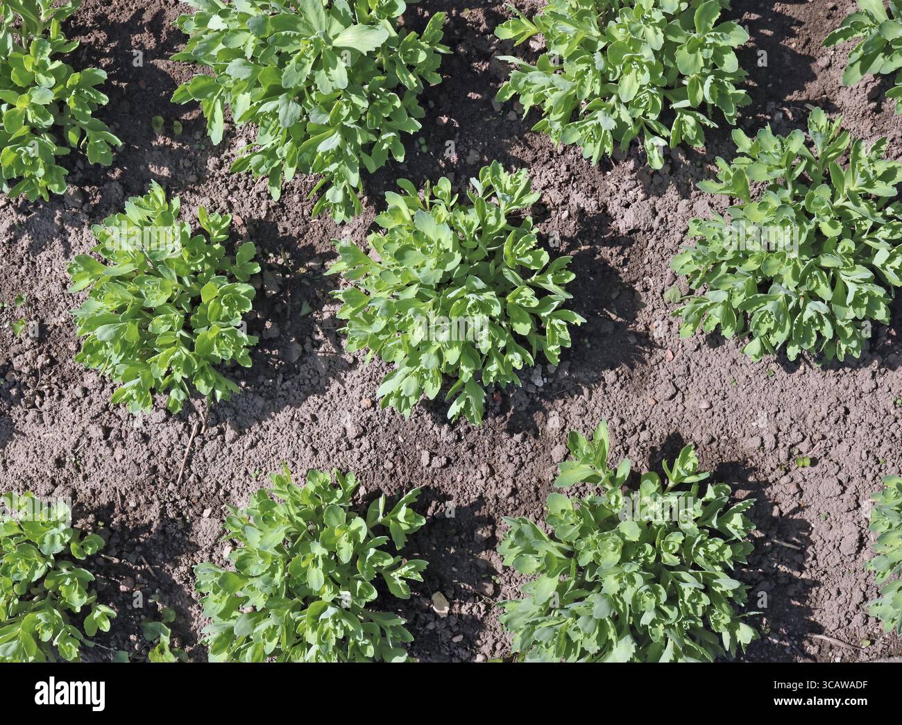 Frühling Blumenbeet mit einem grünen Pflanze Kohl saftig. Feder sonnigen Tag Top view Shot Stockfoto