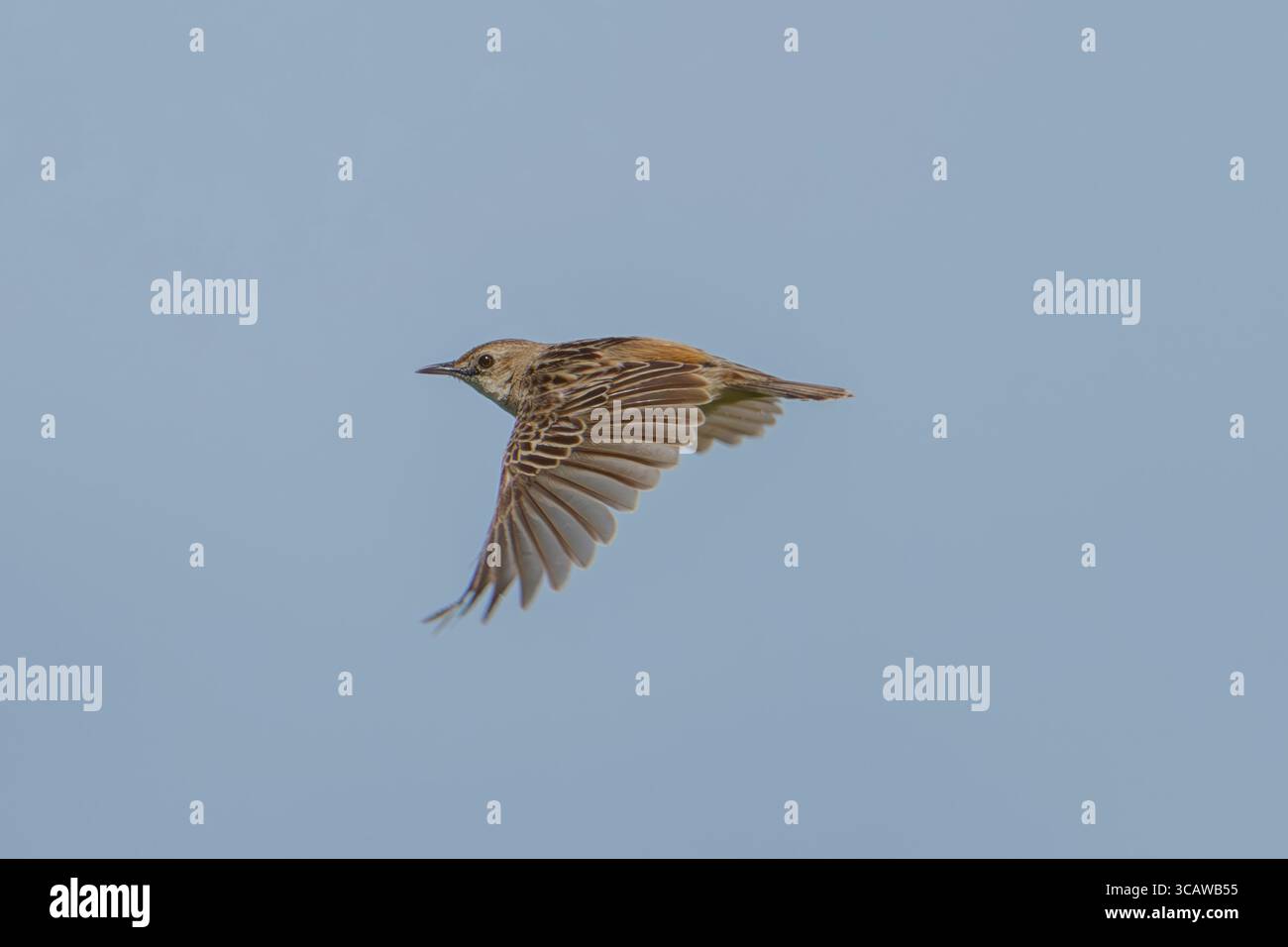 Zitting Cisticola Cisticola juncidis Stockfoto