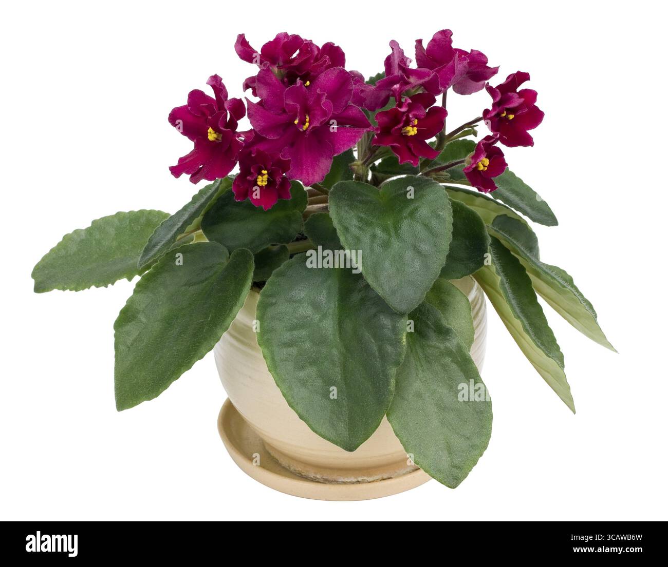 Seltene indoor Blumen lila Veilchen-in Keramiktopf. Isoliert Stockfoto
