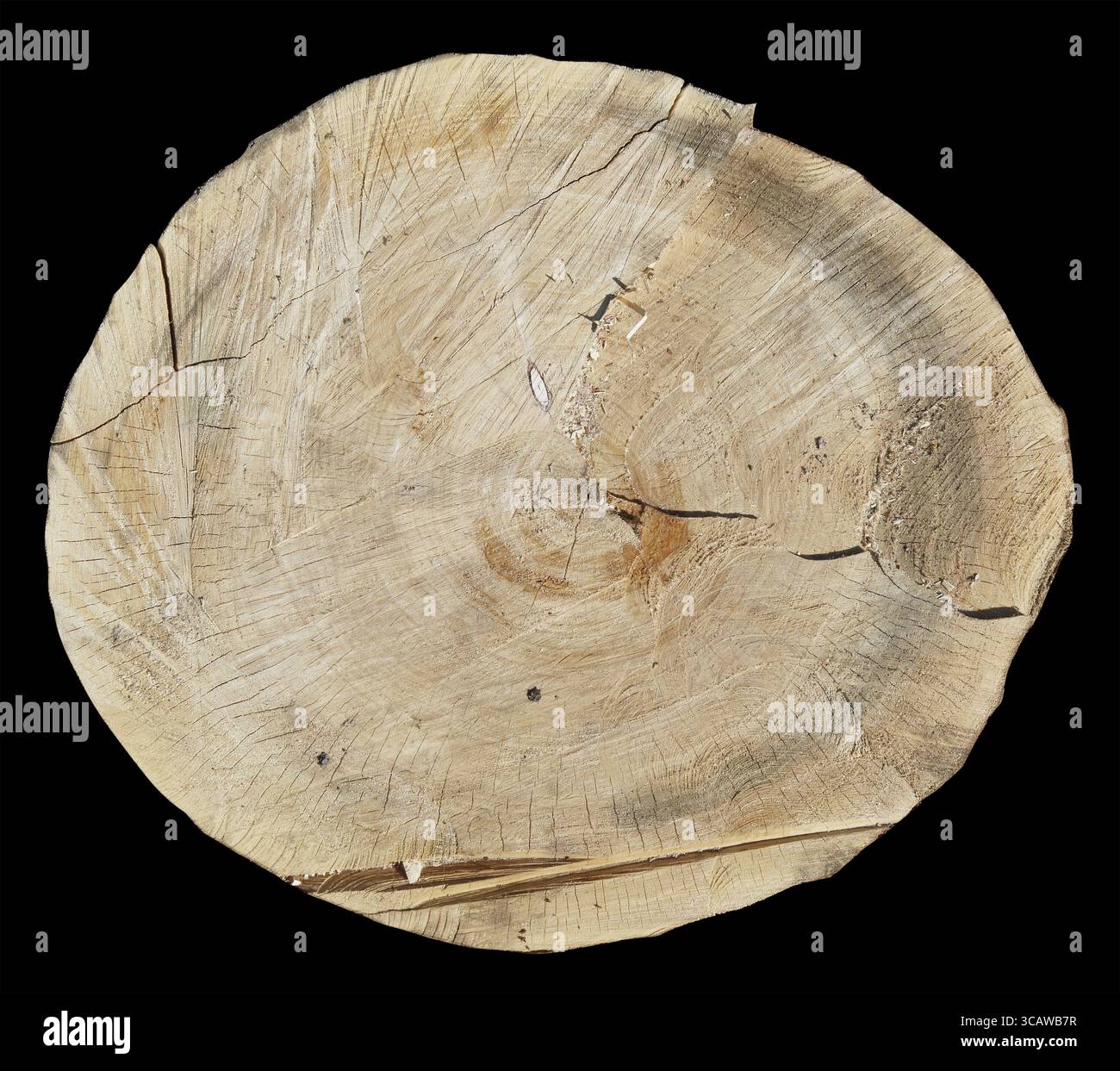 Frischer runder Schnitt von altem Pappelholz. Isoliert auf Schwarz mit gespeichertem Patch Stockfoto