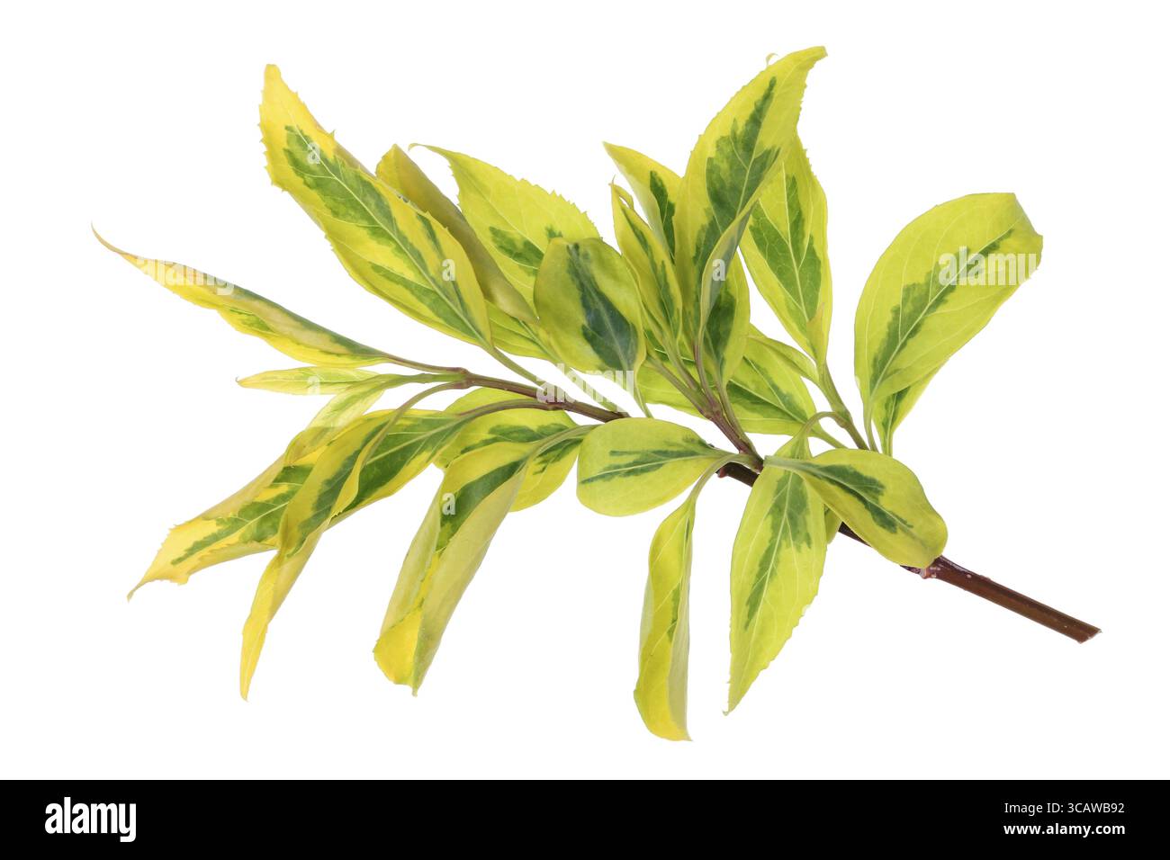 Feder Zweig des exotischen Zierpflanzen Bush mit gelben Blättern. Auf weissem studio Makroaufnahme isoliert Stockfoto