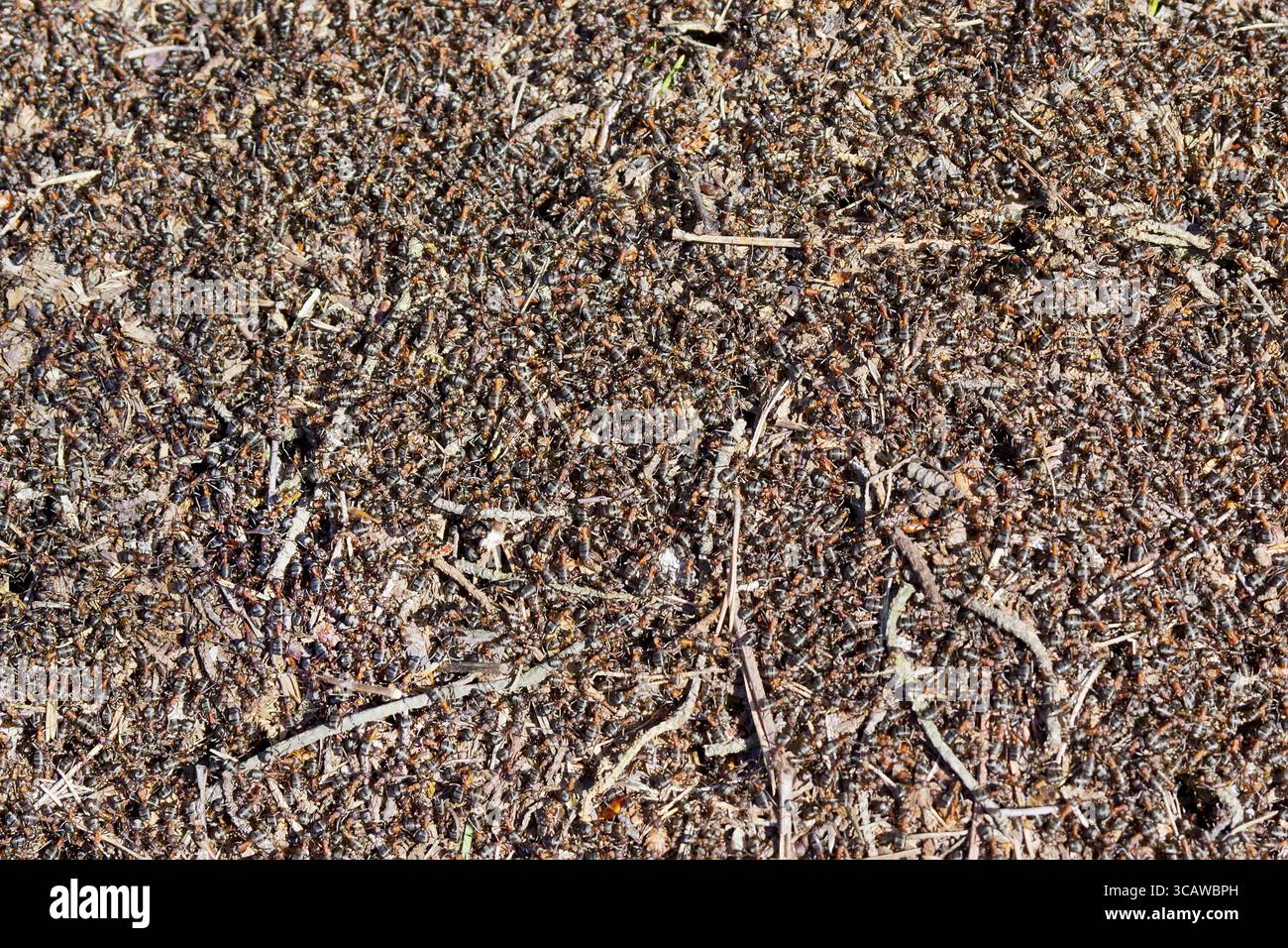 Million Frühling rote Ameisen bauen einen Ameisenhaufen Hintergrund. Sonnigen Tag Stockfoto