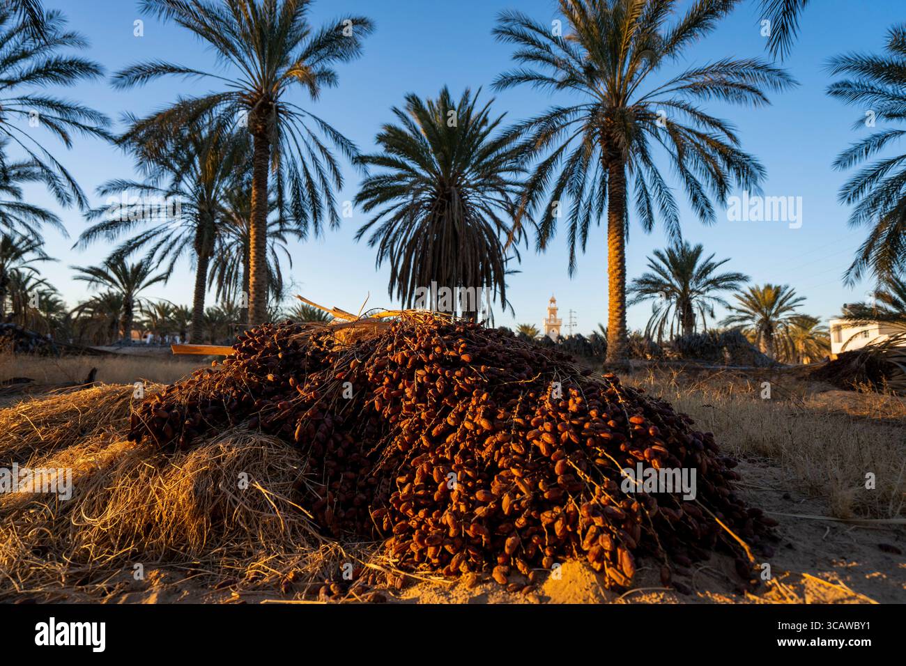 Datteln und Dattelpalmen in Tunesien, Afrika Stockfoto