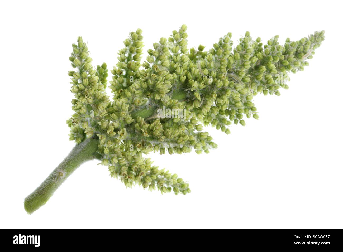 Grüne Blumen Garten dekorative Strauch - giftige Sumac. Beginn der vegetativen Phase der Reifung. Auf weissem studio Makroaufnahme isoliert Stockfoto Grüne Blumen Garten dekorative Strauch - giftige Sumac. Beginn der vegetativen Phase der Reifung. Auf weissem studio Makroaufnahme isoliert Stockfoto