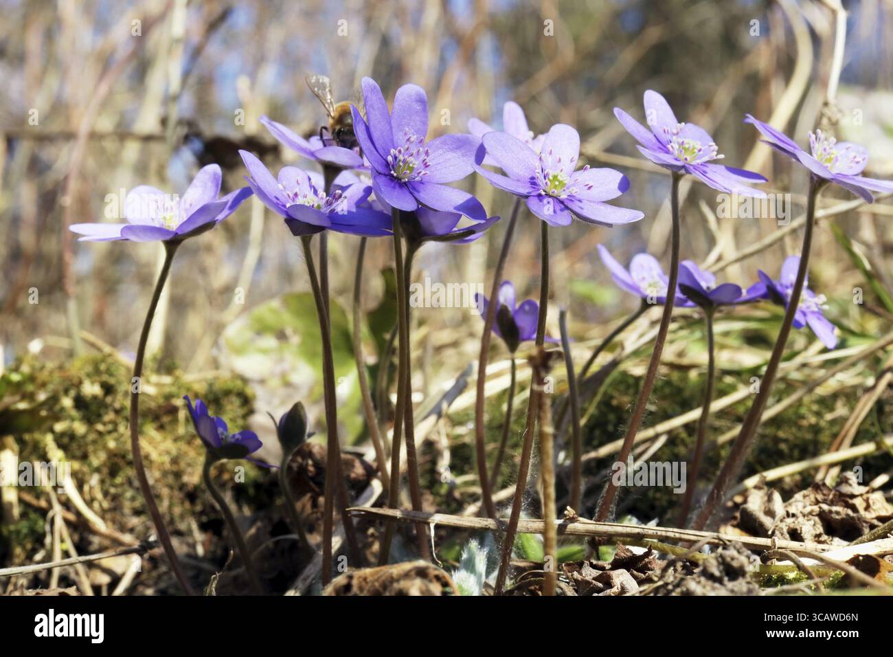 Stiller Frühling sonniger Tag auf Waldlichtung. Die ersten sanften blauen Blüten sind Blüten. Die Biene sitzt auf der Blume Stockfoto