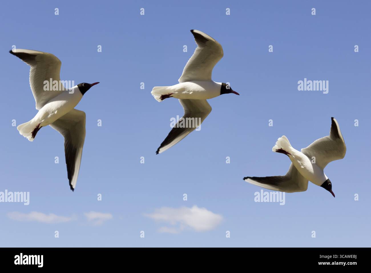 Drei Phasen des Fluges Vögel Möwen in den blauen Himmel - oben, rechts und unten. Selektiven Fokus Stockfoto