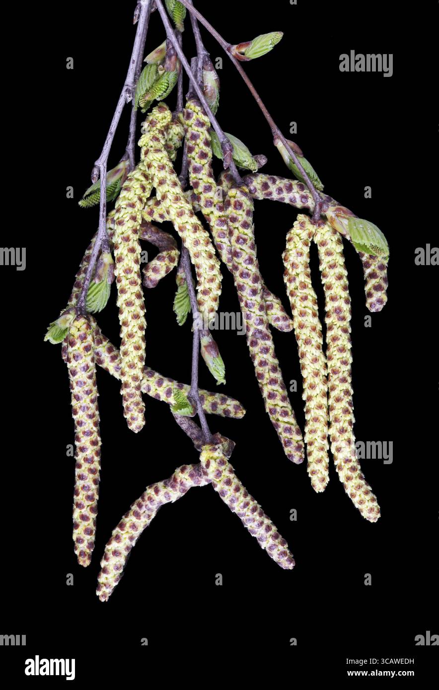 Aprilfrühlingsohrringe mit Birkenpollen. Isoliert auf einer schwarzen saisonalen Studioaufnahme Stockfoto