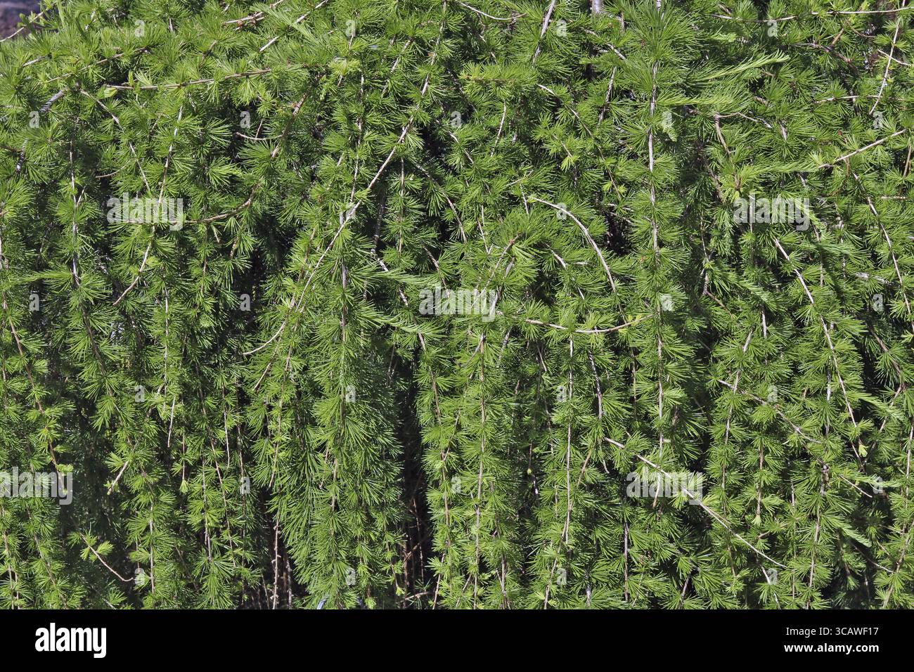 Der natürliche Hintergrund der Zweige des weinenden Kiefer ist eine Menge weichen, grünen Nadeln auf langen Zweigen. Sonniger Frühlingstag gedreht Stockfoto