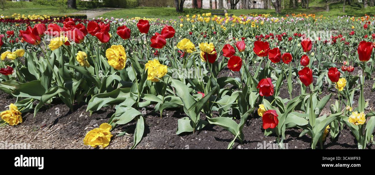 Waldlichtung mit den Frühlingsblühenden feinen Tulpen in der Nähe des vergessenen europäischen zerstörten Dorfes. Panorama Mai sonnige Tageslandschaft Stockfoto