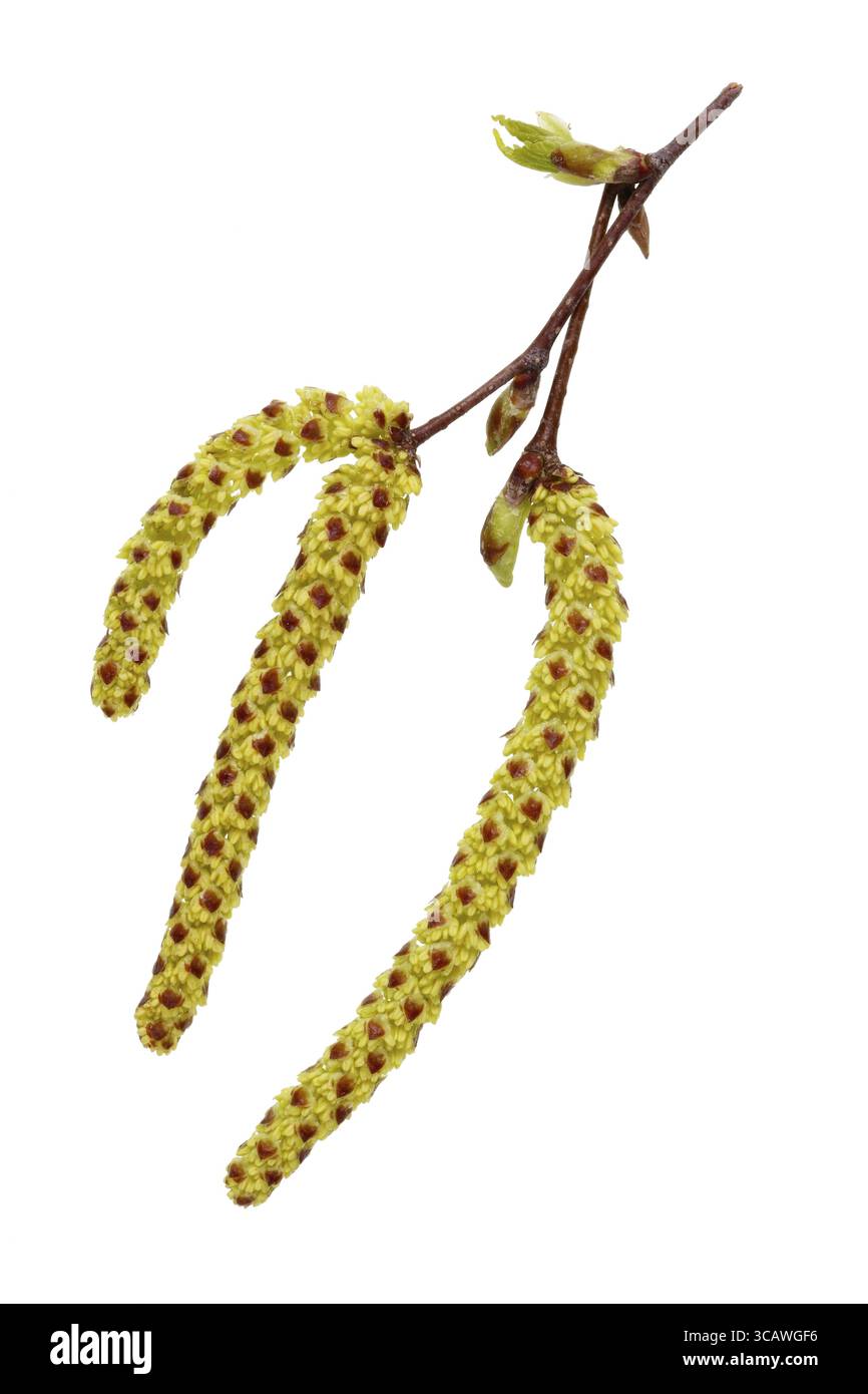 Aprilfrühlingsohrringe mit Birkenpollen. Isoliert auf weißem saisonalem Studio Stockfoto