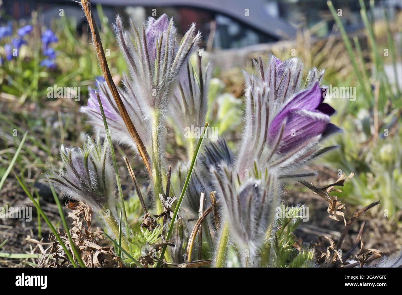 Die ersten zotteligen Schneeglöckchen blühten in einer Waldlichtung. Sonniger Frühling April Tag Makro Stockfoto