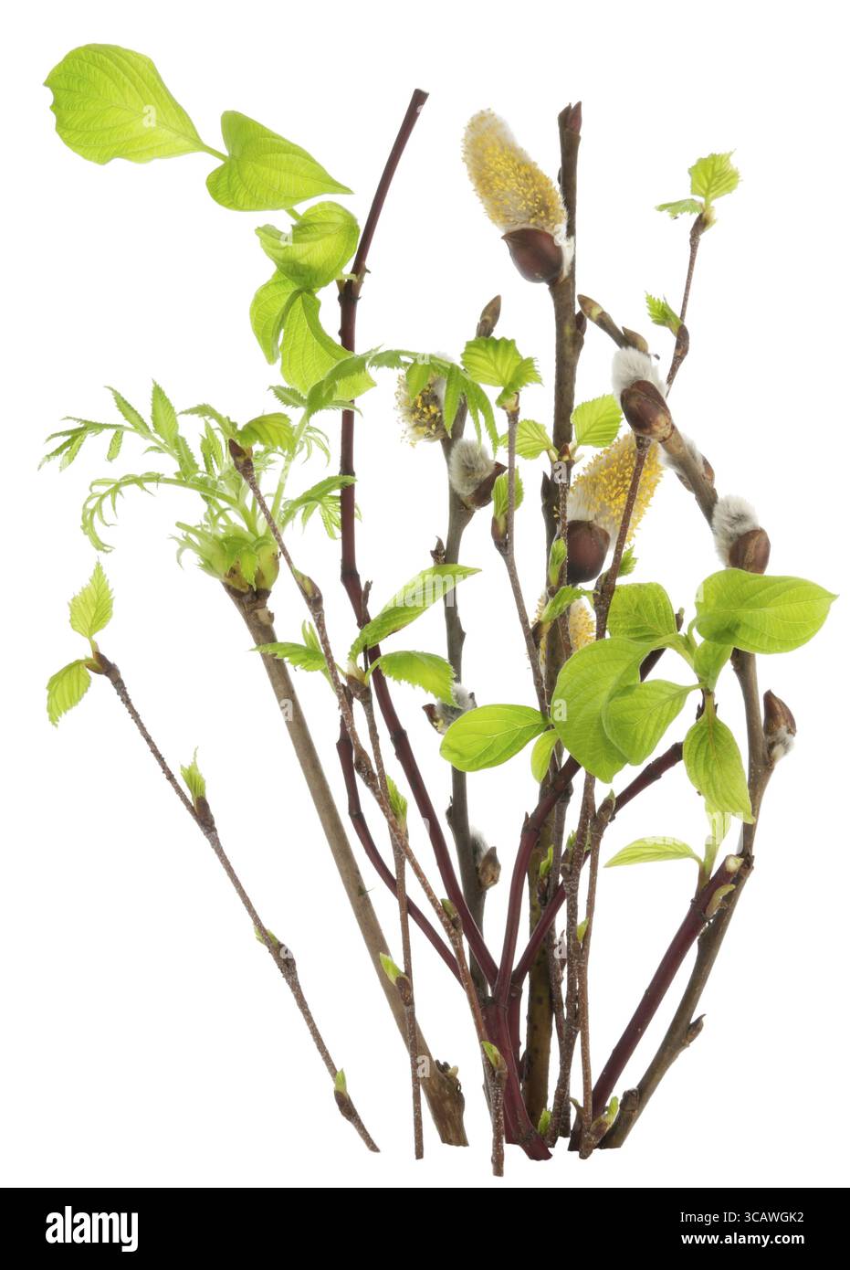 Der erste Frühling sanfte Blätter, Knospen und Zweige Makrohintergrund. Isoliert auf weiß Stockfoto