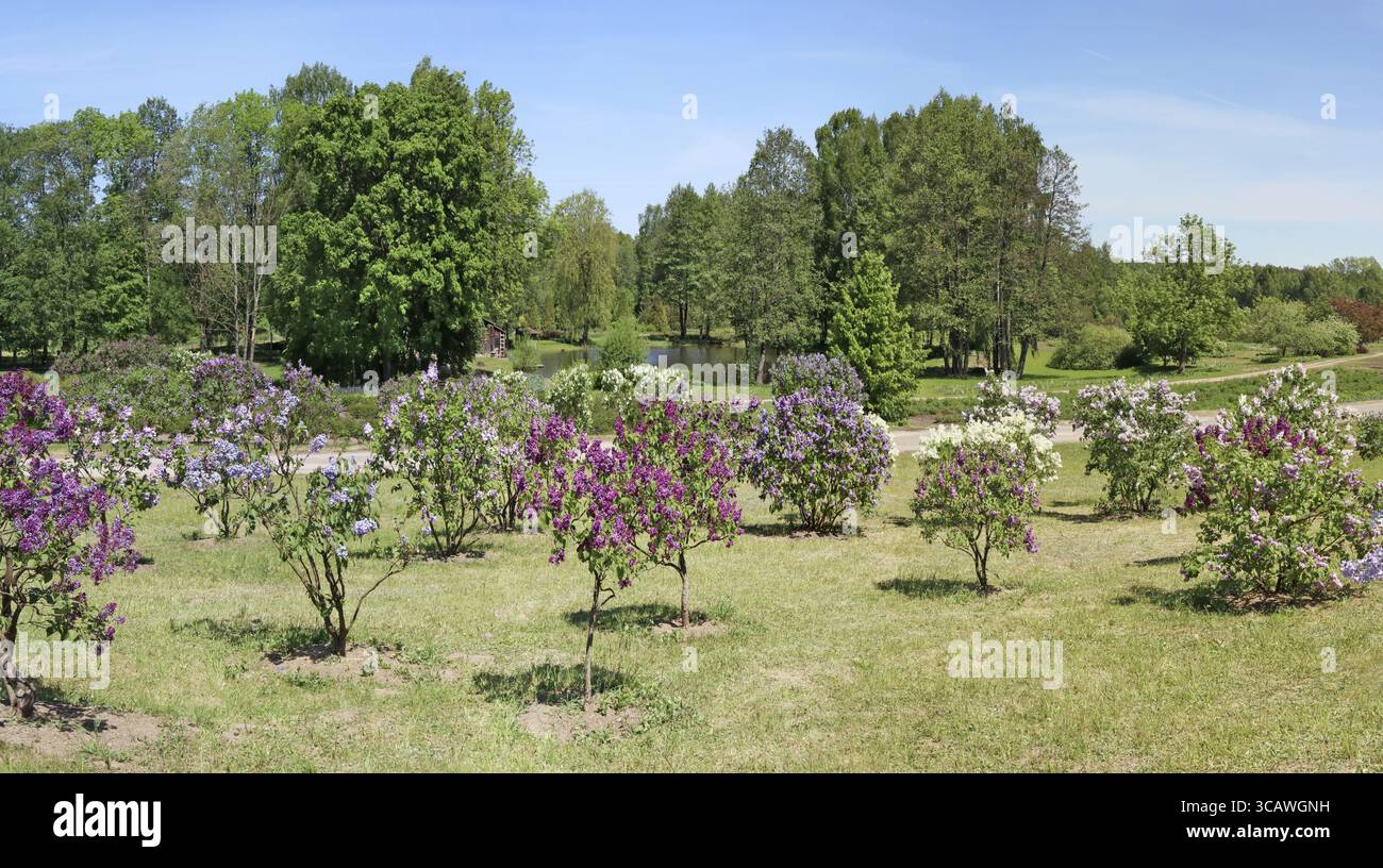 Pflanzung von jungen Bäumen von der Flieder von verschiedenen Qualitäten in der Nähe der Landstraße. Sonnigen Tag Panorama Frühlingslandschaft Stockfoto