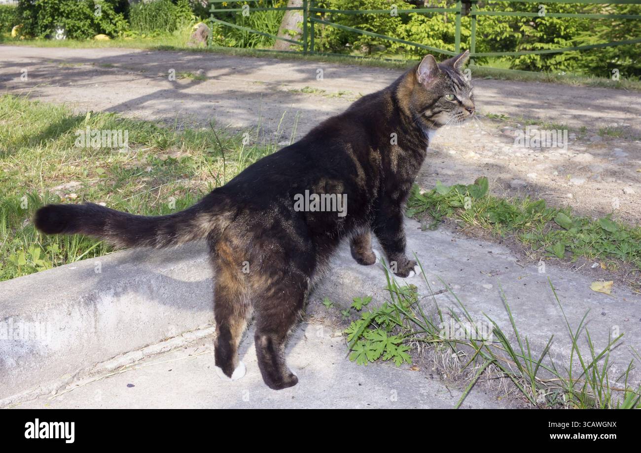Neugierig Dorf Katze schaut auf die Straße und wartet auf seinen Besitzer. Outdoo Feder sonnigen Tag Konzept geschossen Stockfoto