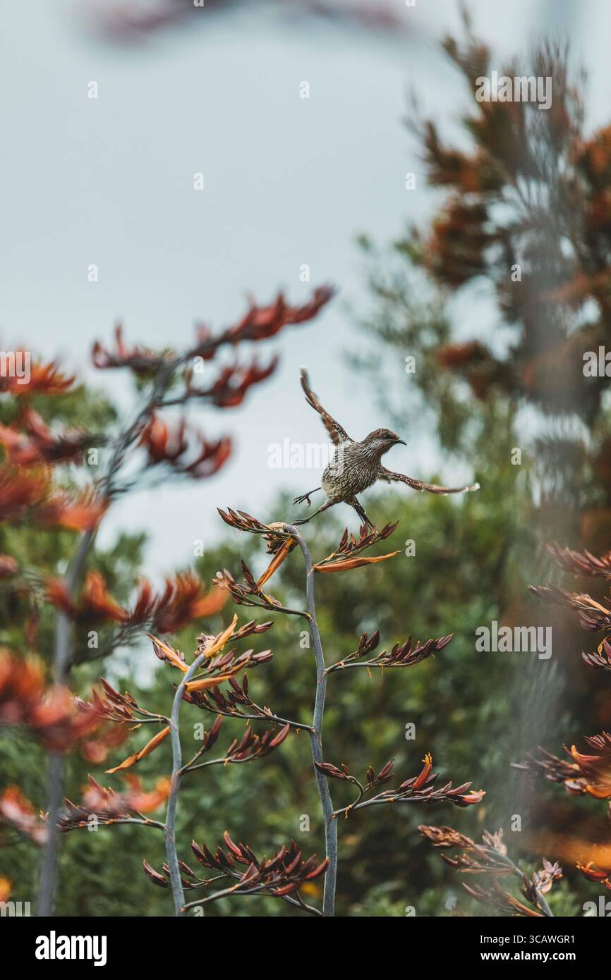Nahaufnahmen einheimischer Vögel in Tasmanien, Australien, zeigen ihr unverwechselbares Gefieder und ihren natürlichen Lebensraum. Stockfoto