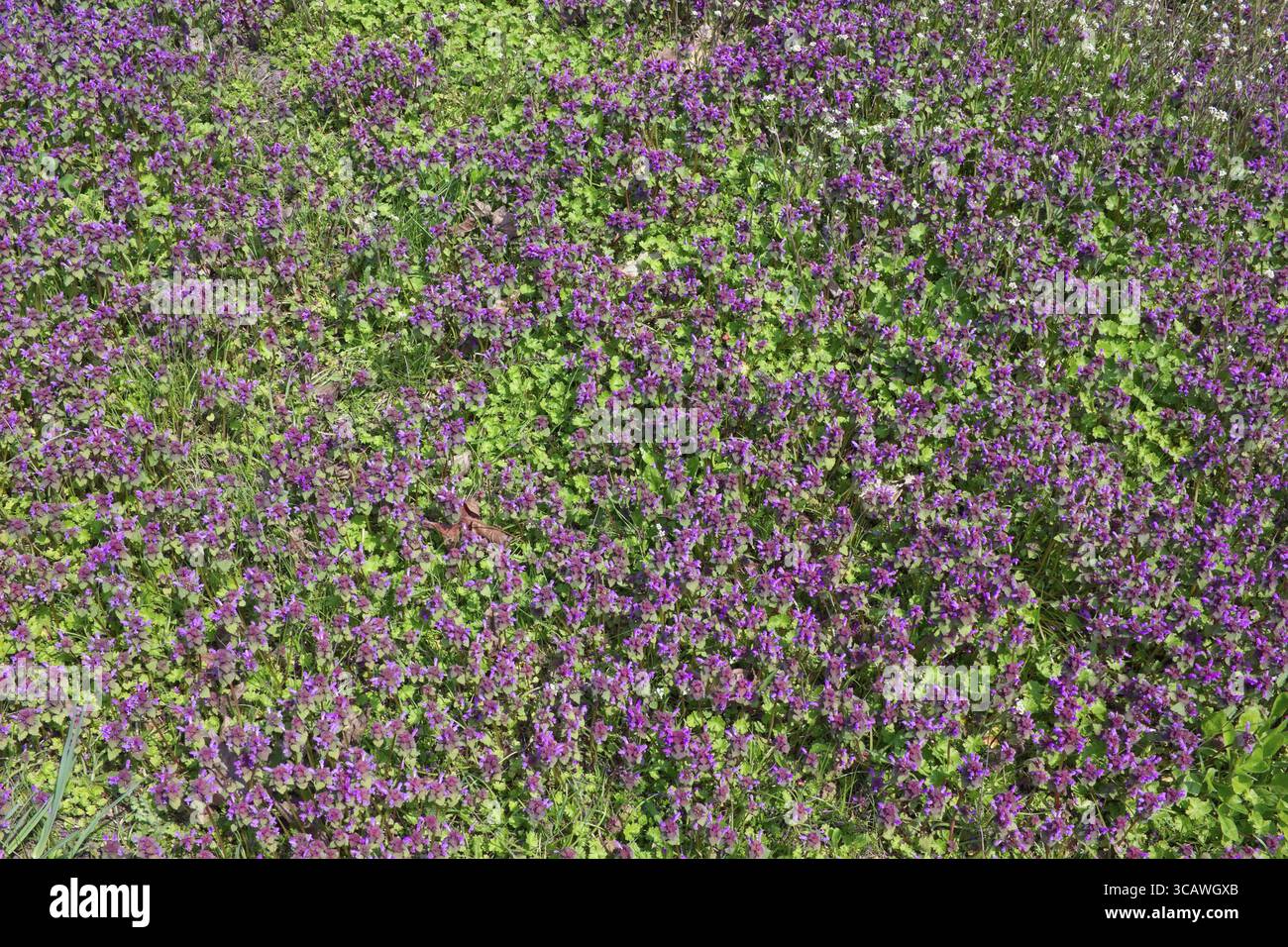 Die ersten blauen Frühling Blumen blühen in der Waldlichtung. Sonnigen April Tag Natur Hintergrund Stockfoto