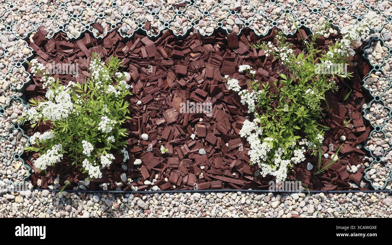 Junge Büsche blühen Frühling Weiße Spiraea auf dem urbanen modernen Rasen, sonniger Maitag Top View Aufnahme Stockfoto