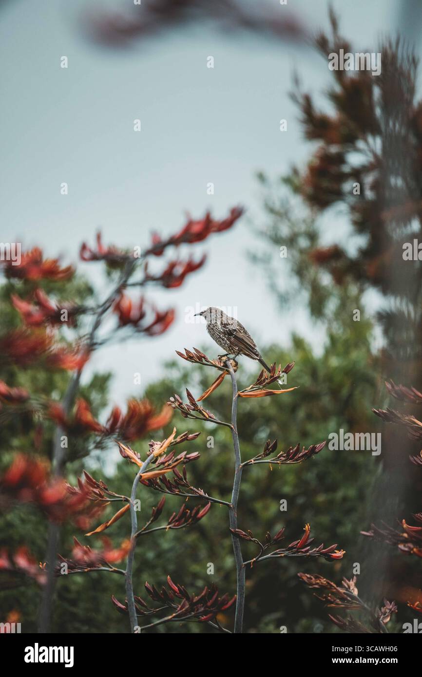 Nahaufnahmen einheimischer Vögel in Tasmanien, Australien, zeigen ihr unverwechselbares Gefieder und ihren natürlichen Lebensraum. Stockfoto
