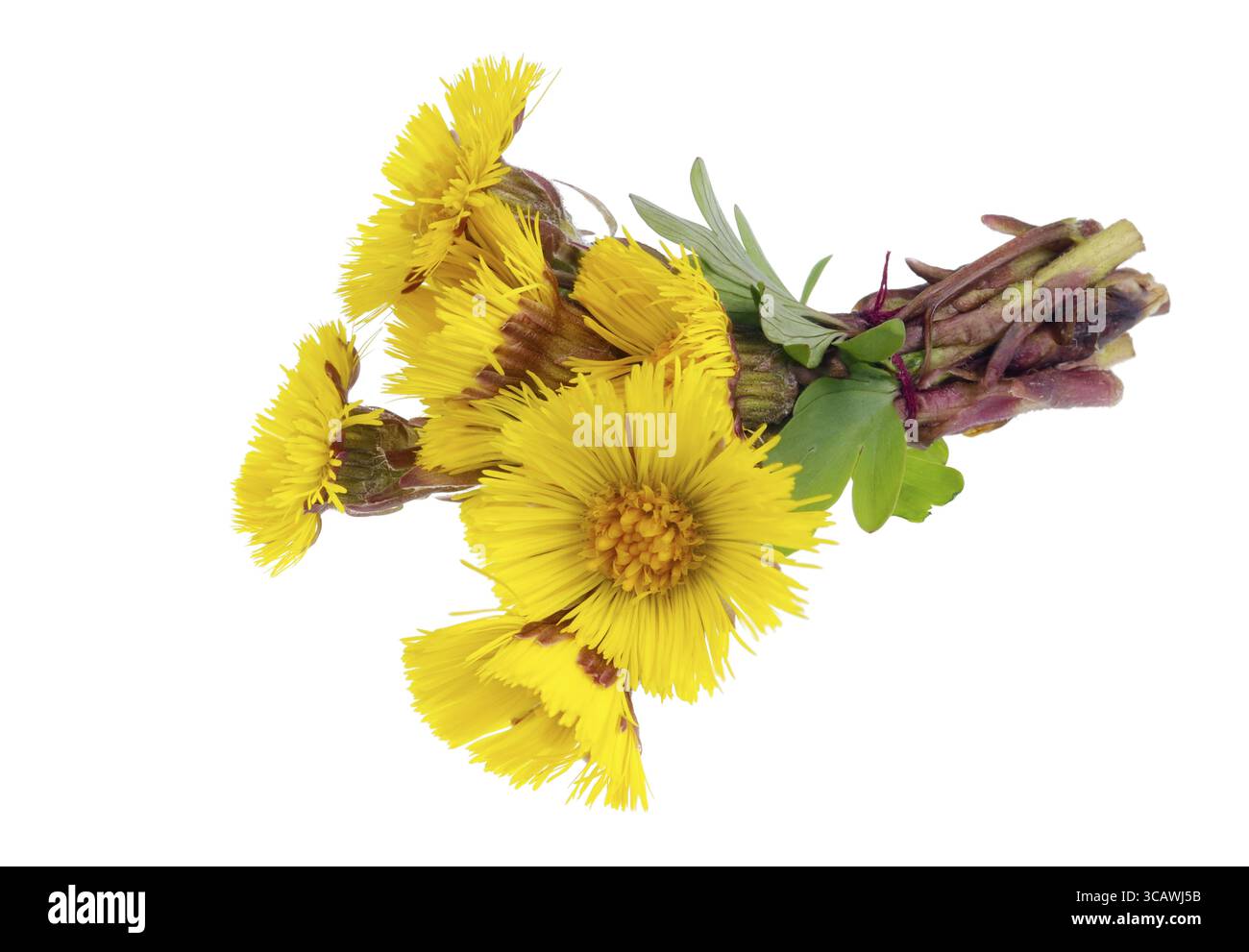 Blumenstrauß aus sanften ersten Waldquellen gelbe Gänseblümchen Blumen liegen auf dem Tisch isoliert Makro Stockfoto