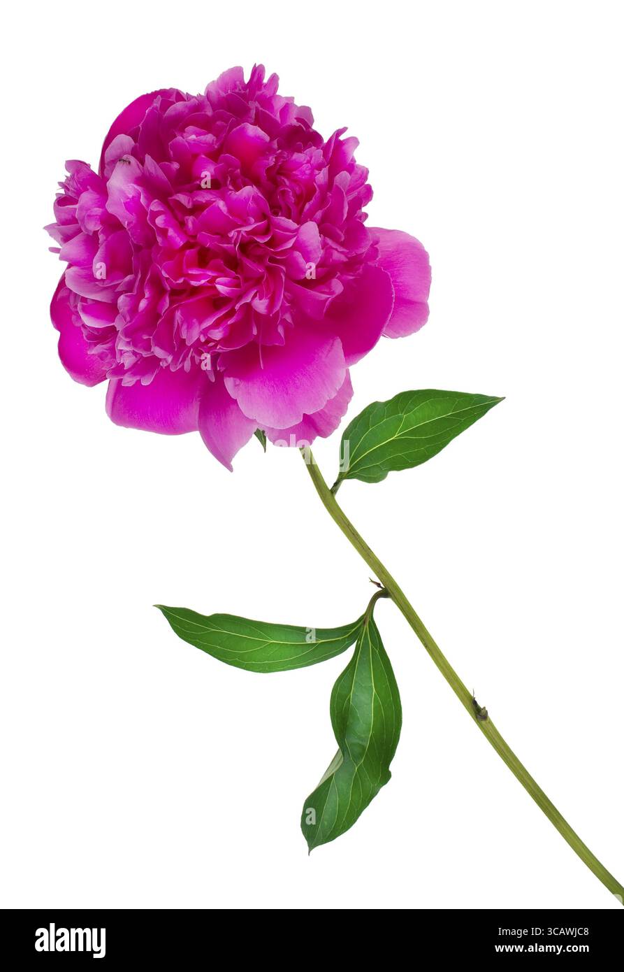 Die kleine Ameise befindet sich auf einer riesigen Blume eine ideale rosa Pfingstrose. Isolierte Konzept Stockfoto