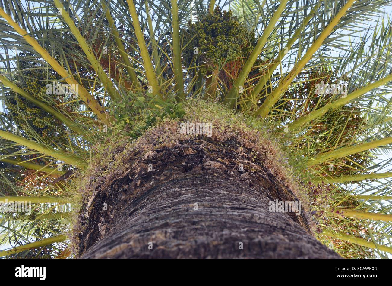 Krone einer riesigen alten Dattelpalme. Ansicht von unten. Sonniger Frühlingstag Stockfoto