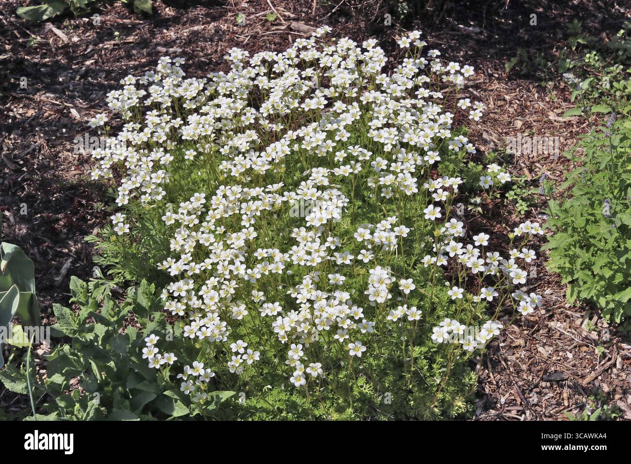 Stiller Frühling sonniger Tag auf Waldlichtung. Die ersten sanften weißen Blüten sind Blüten Stockfoto
