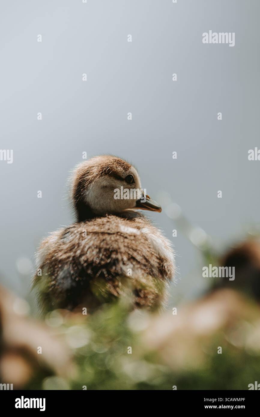 Nilgans Küken Stockfoto