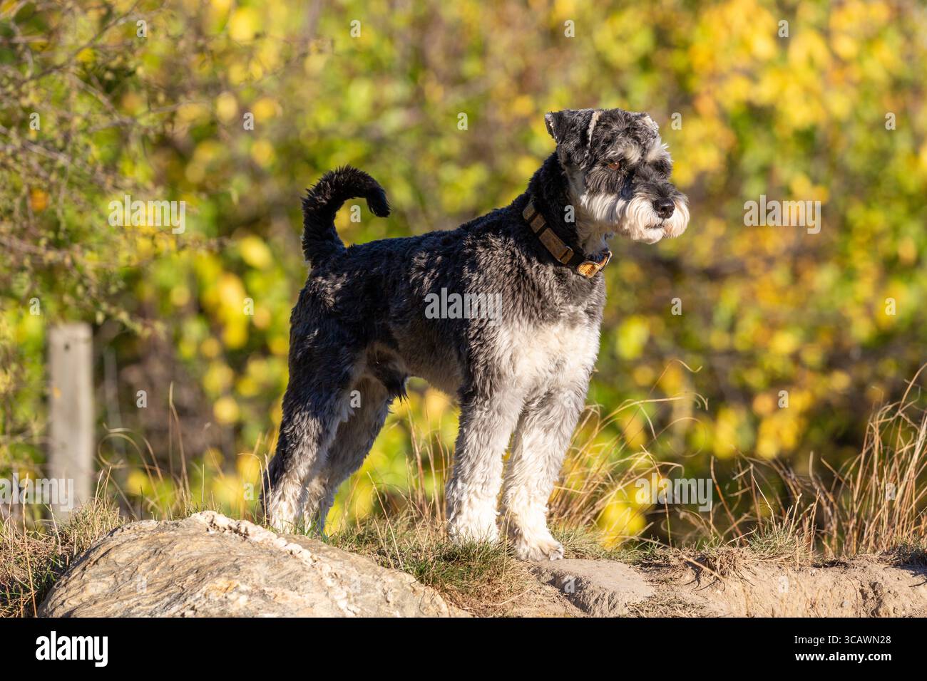 Erwachsener Schnauzer steht wachsam mit herbstlichen Farben im Hintergrund Stockfoto