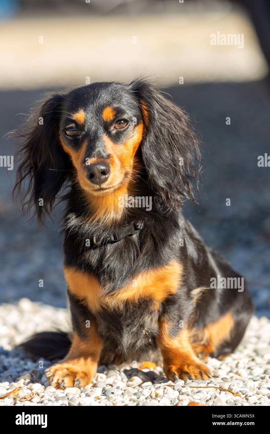 Ein langhaariger Dackel posiert für die Kamera. Stockfoto