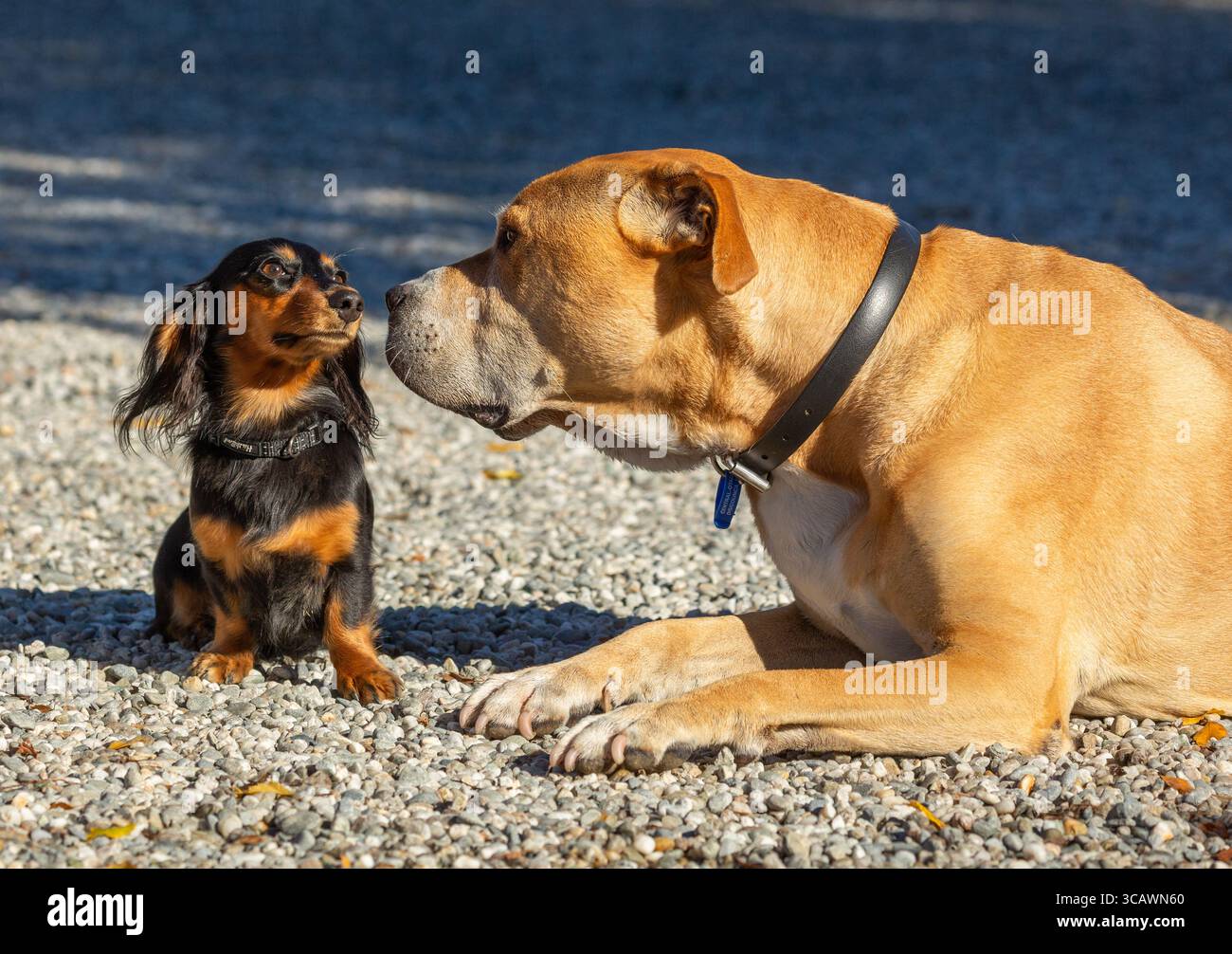 Ein kleiner langhaariger Dachshund neben einem großen Hund Stockfoto