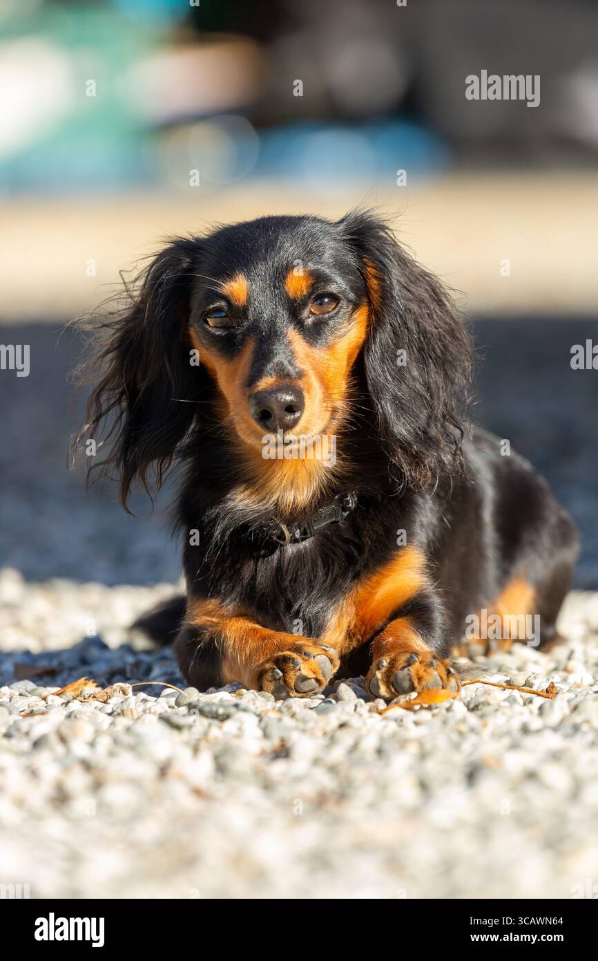 Ein langhaariger Dackel posiert für die Kamera. Stockfoto