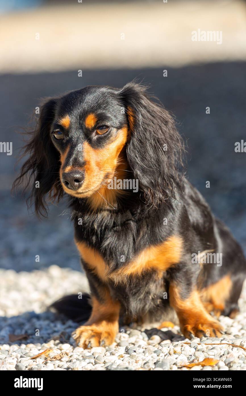 Ein langhaariger Dackel posiert für die Kamera. Stockfoto