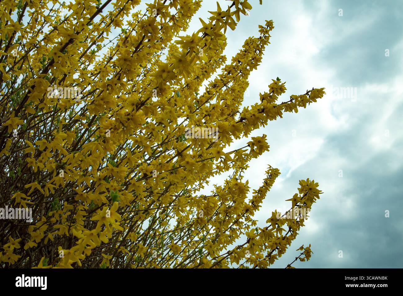 Forsythia x intermedia border forsythia Frühfrühlingsholzstrauch Stockfoto