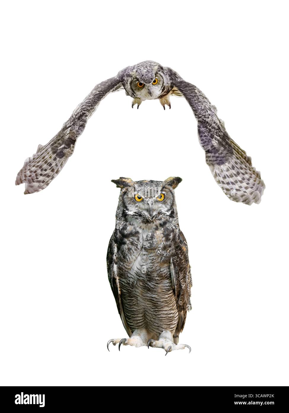 Eulenkugel Bubo virginianus auf verschwommenem Hintergrund Stockfoto