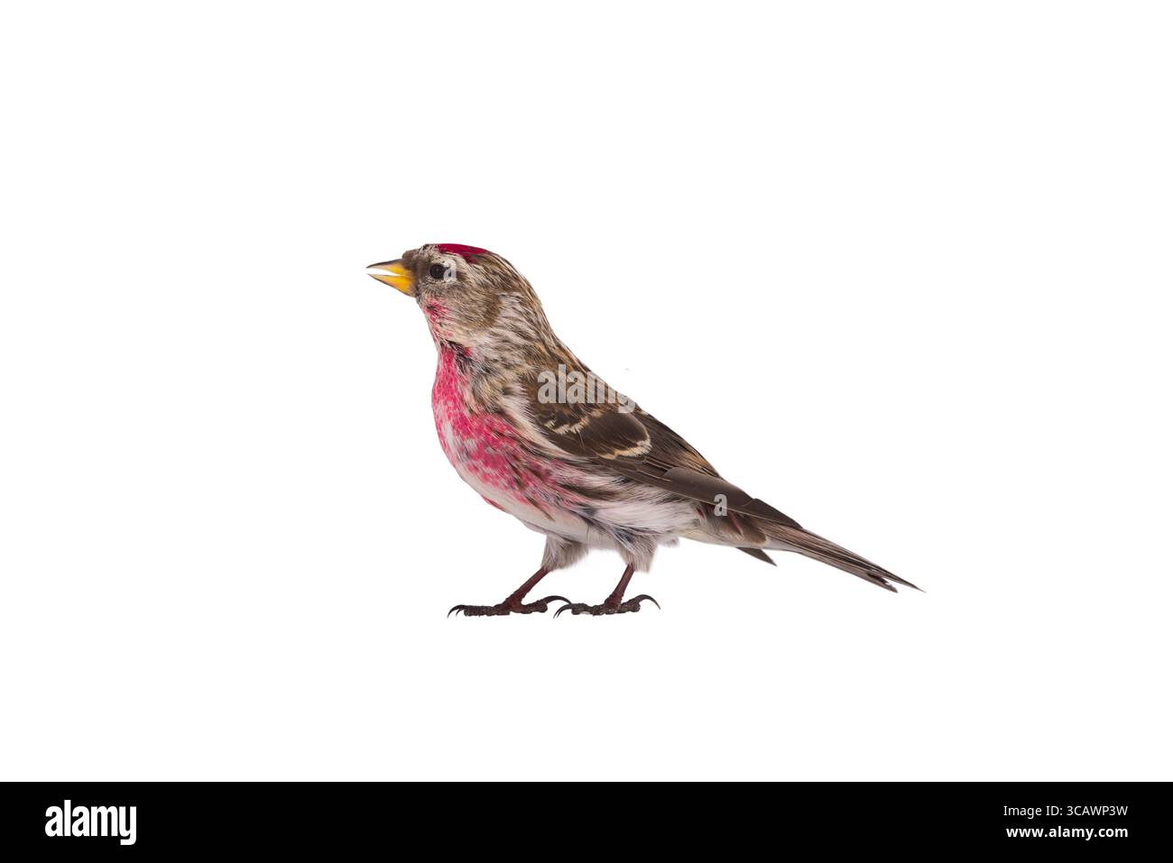 Häufige Redpoll isoliert auf weißem Hintergrund Stockfoto