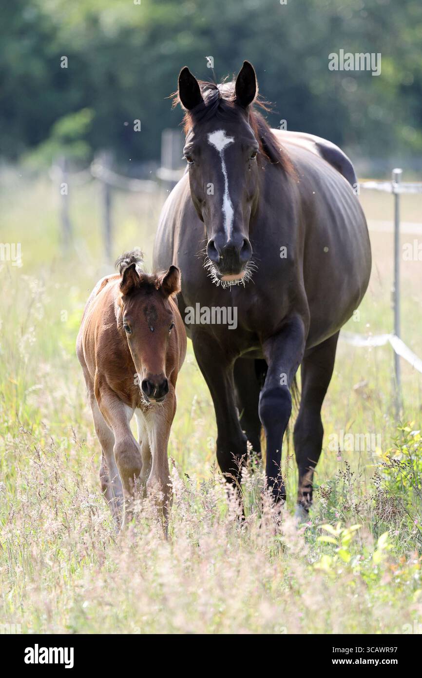 31.05.2025, Berlin, DE - Stute und Fohlen auf einer Fetten Weide. Pferde, Stute, Fohlen, Warmblut, Warmblutfohlen, Halfterlos, ohne Halfter, freie Bewegung, Weide, Koppel, Gangart, Schritt, Aufmerksamkeit, Achtung, Haltung, Pferdehaltung, Zucht, Pferdezucht, Warmblutzucht, Jahreszeit, Fruehling, Fruehjahr, Saugfohlen, Fette Weide, hohes Gras, frontal, Frontalaufnahme, Fettwiese, Fettweide 250531D032GATOW.JPG *** 31 05 2025, Berlin, GER Stute und Fohlen auf einer fetten Weide Pferde, Stute, Fohlen, Warmblut, Warmblut Fohlen, halterlos, ohne Halter, freie Bewegung, Weide, Paddock, Gang, Gehen, beobachten Stockfoto