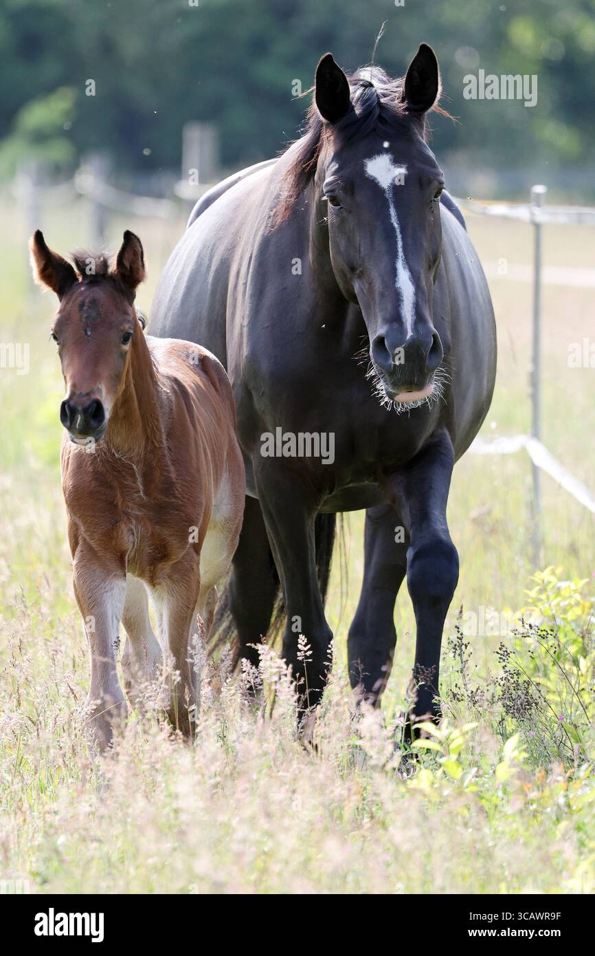 31.05.2025, Berlin, DE - Stute und Fohlen auf einer Fetten Weide. Pferde, Stute, Fohlen, Warmblut, Warmblutfohlen, Halfterlos, ohne Halfter, freie Bewegung, Weide, Koppel, Gangart, Schritt, Aufmerksamkeit, Achtung, Haltung, Pferdehaltung, Zucht, Pferdezucht, Warmblutzucht, Jahreszeit, Fruehling, Fruehjahr, Saugfohlen, Fette Weide, hohes Gras, frontal, Frontalaufnahme, Fettwiese, Fettweide 250531D033GATOW.JPG *** 31 05 2025, Berlin, GER Stute und Fohlen auf einer fetten Weide Pferde, Stute, Fohlen, Warmblut, Warmblut Fohlen, halterlos, ohne Halter, freie Bewegung, Weide, Paddock, Gang, Gehen, beobachten Stockfoto