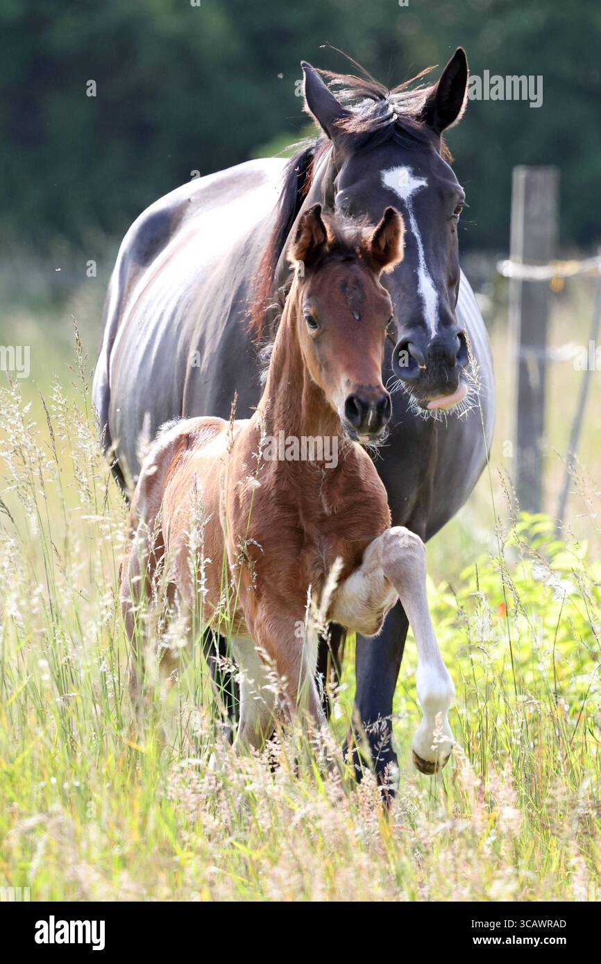 31.05.2025, Berlin, DE - Stute und Fohlen auf einer Fetten Weide. Pferde, Stute, Fohlen, Warmblut, Warmblutfohlen, Halfterlos, ohne Halfter, freie Bewegung, Weide, Koppel, Gangart, Trab, traben, Aufmerksamkeit, Achtung, Haltung, Pferdehaltung, Zucht, Pferdezucht, Warmblutzucht, Jahreszeit, Fruehling, Fruehjahr, Saugfohlen, Fette Weide, hohes Gras, Frontal, Frontalaufnahme, Fettwiese, Fettweide 250531D031GATOW.JPG *** 31 05 2025, Berlin, GER Stute und Fohlen auf einer fetten Weide Pferde, Stute, Fohlen, Warmblut, Warmblutfohlen, halterlos, ohne Halter, freie Bewegung, Weide, Paddock, Gang, Trab, Stockfoto